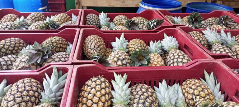 Exportation en Afrique