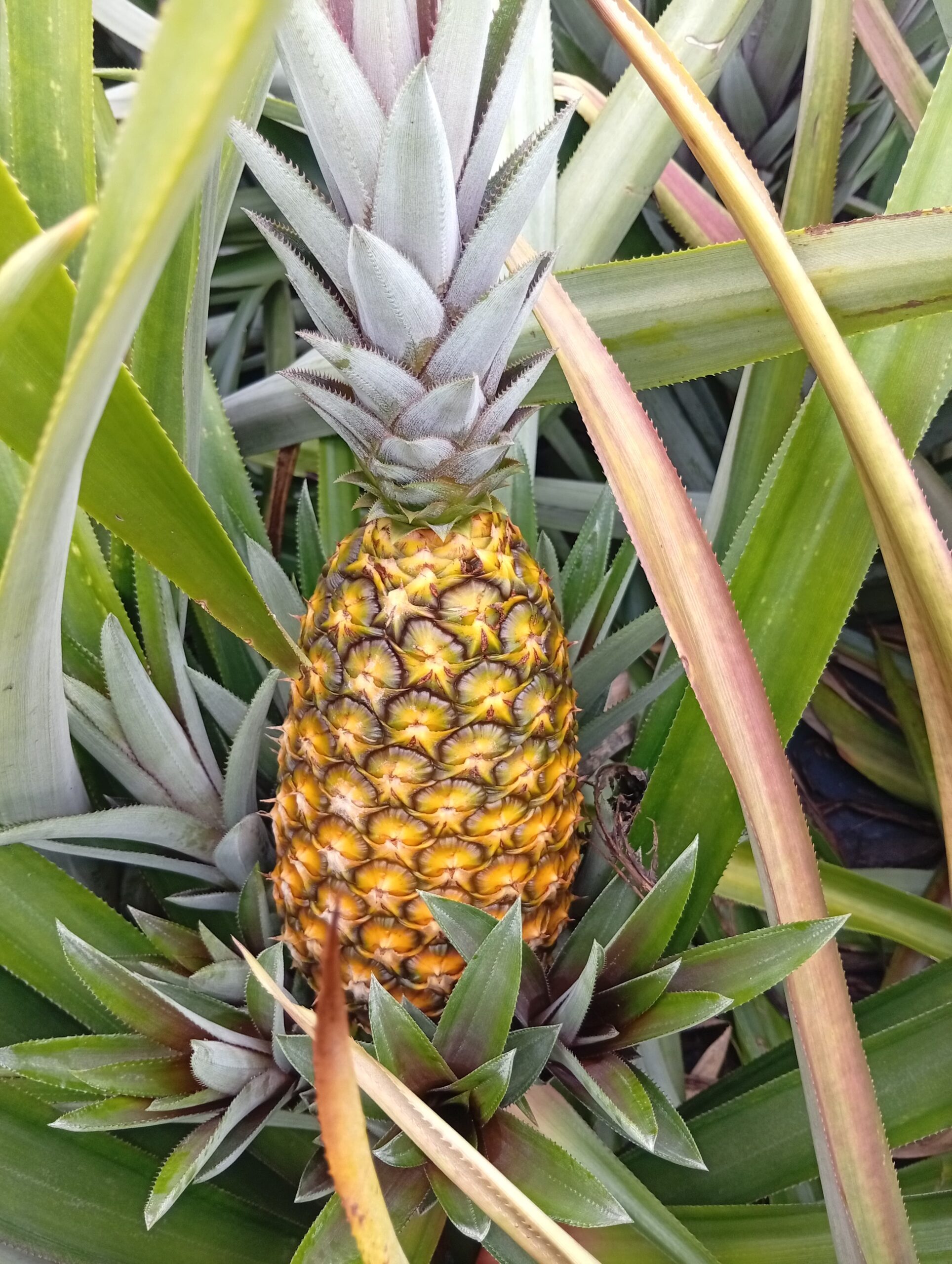 Semer l'excellence depuis 20 ans