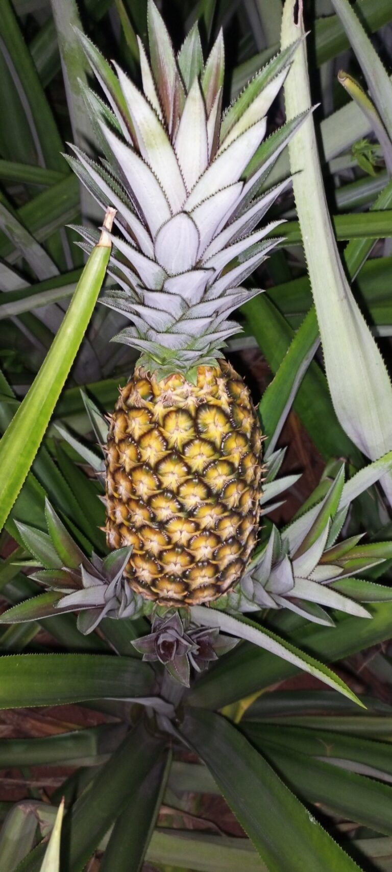 Pain de Sucre Coloré