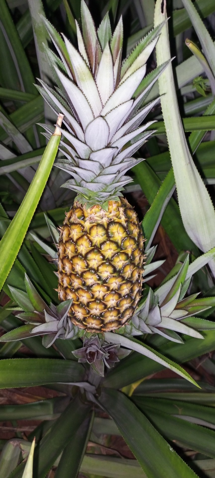 Pain de Sucre Coloré