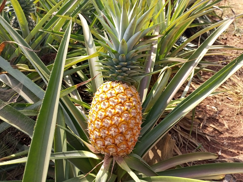 ananas vers l'international