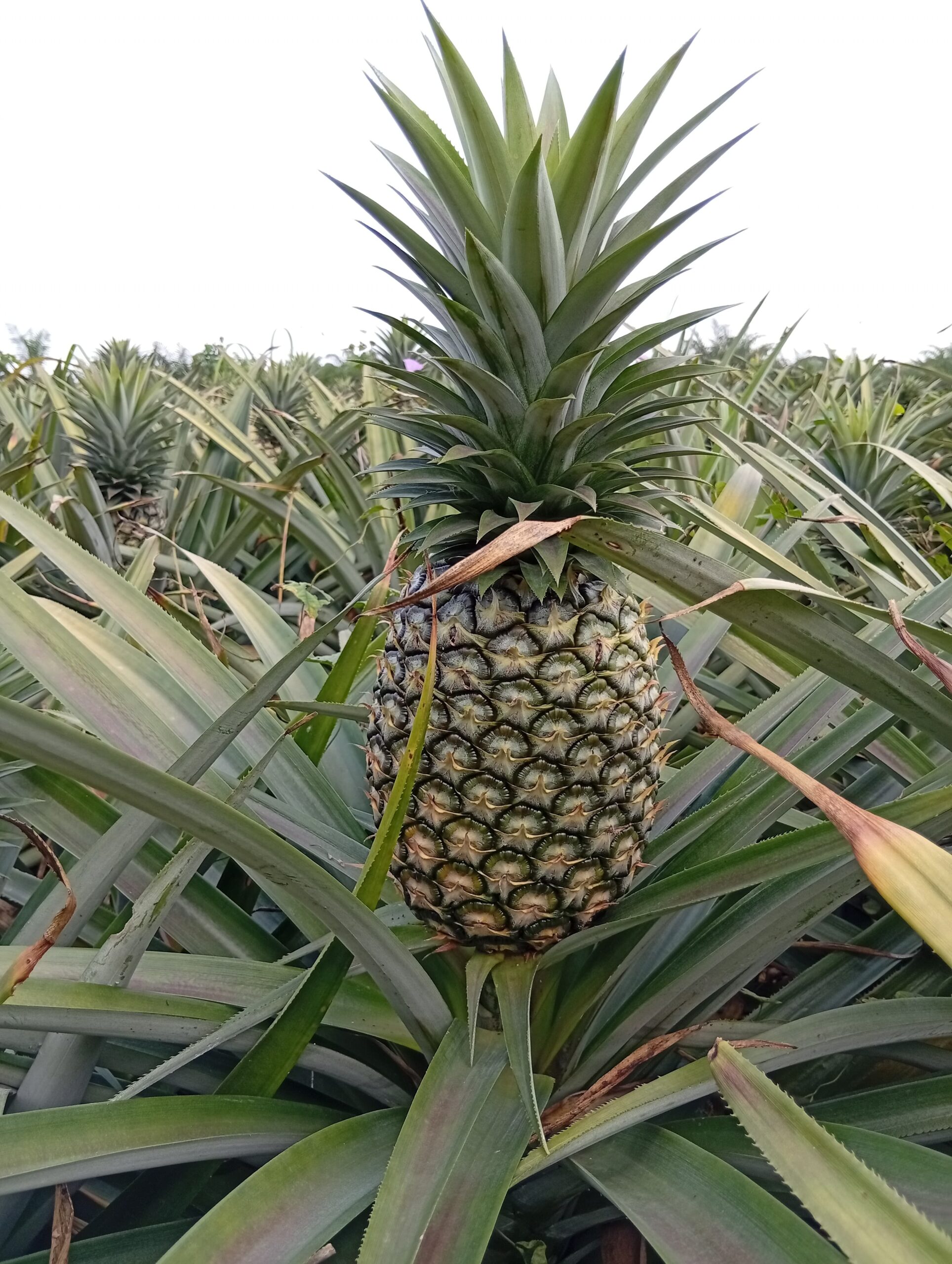 L'Ananas Pain de Sucre