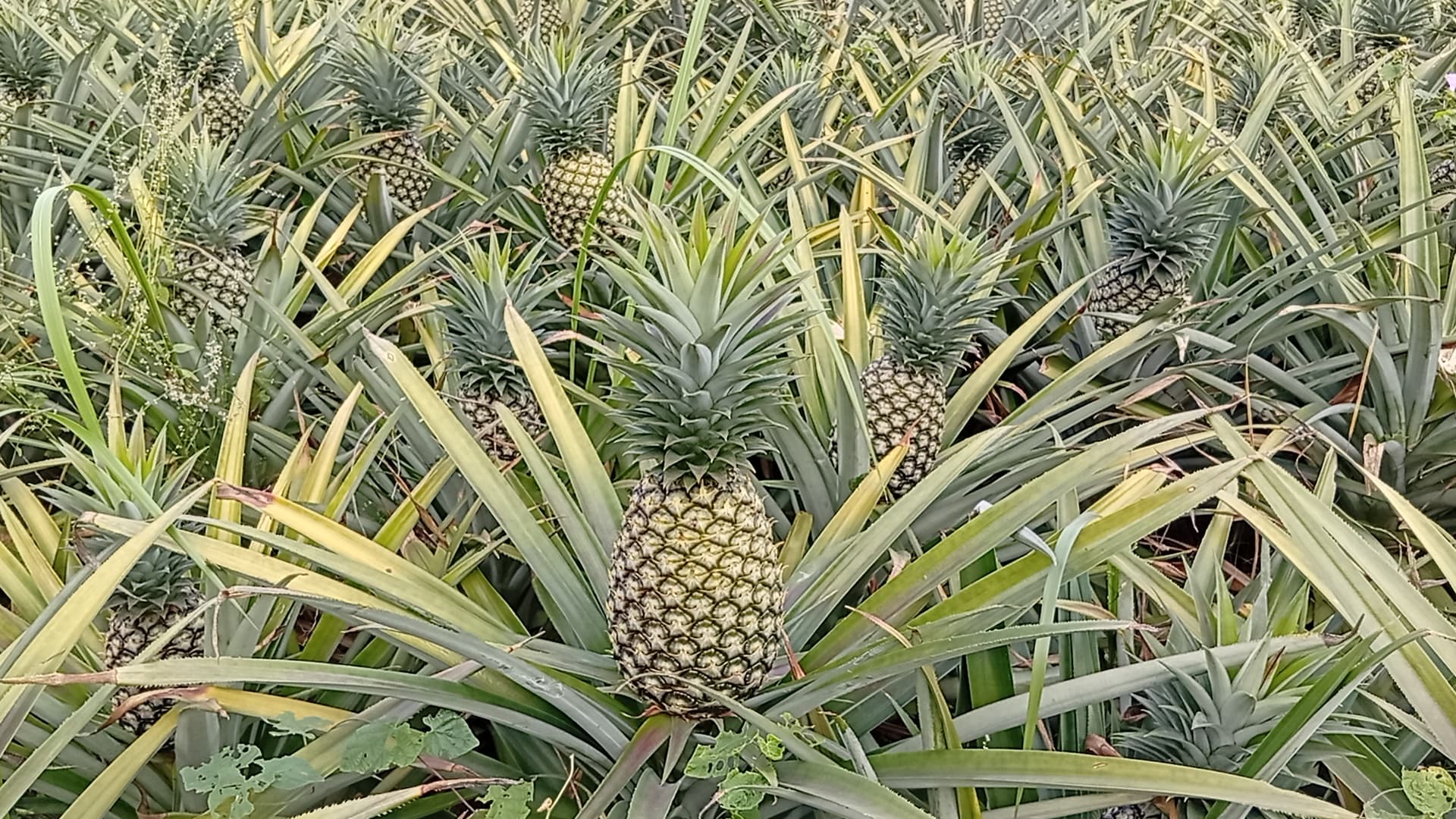 production d'ananas