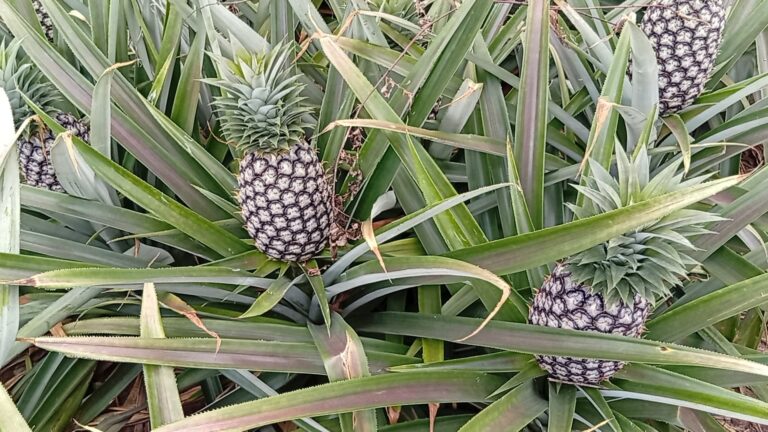 L'Ananas Cayenne Lisse : Le Géant Équilibré du Bénin