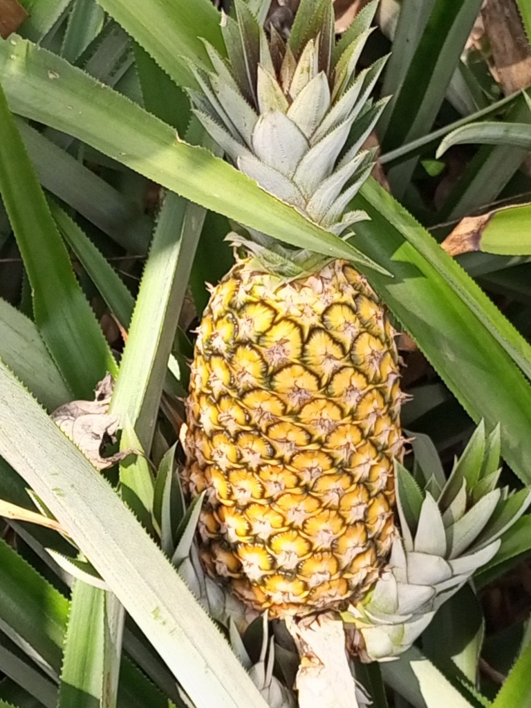 L'Ananas Pain de Sucre