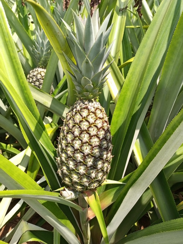 L'Ananas Pain de Sucre