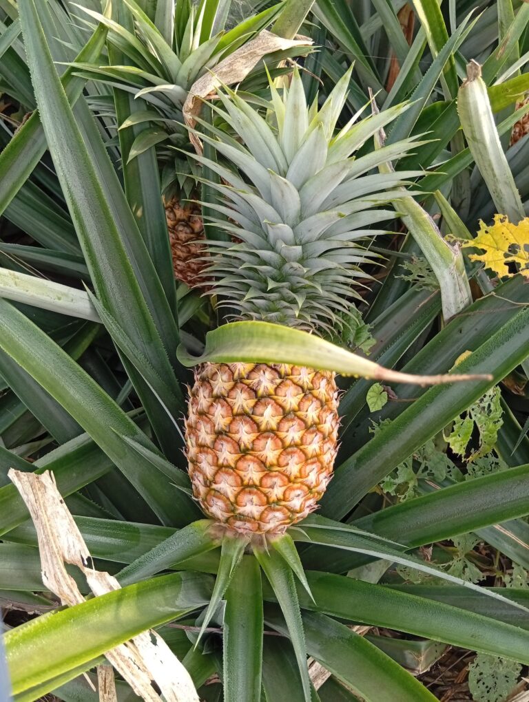 L'Ananas Cayenne Lisse