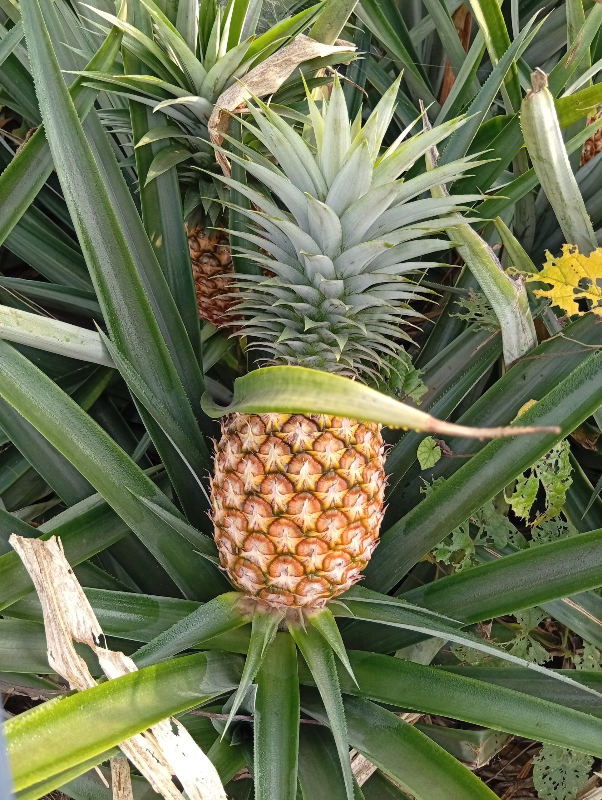 L'Ananas Pain de Sucre