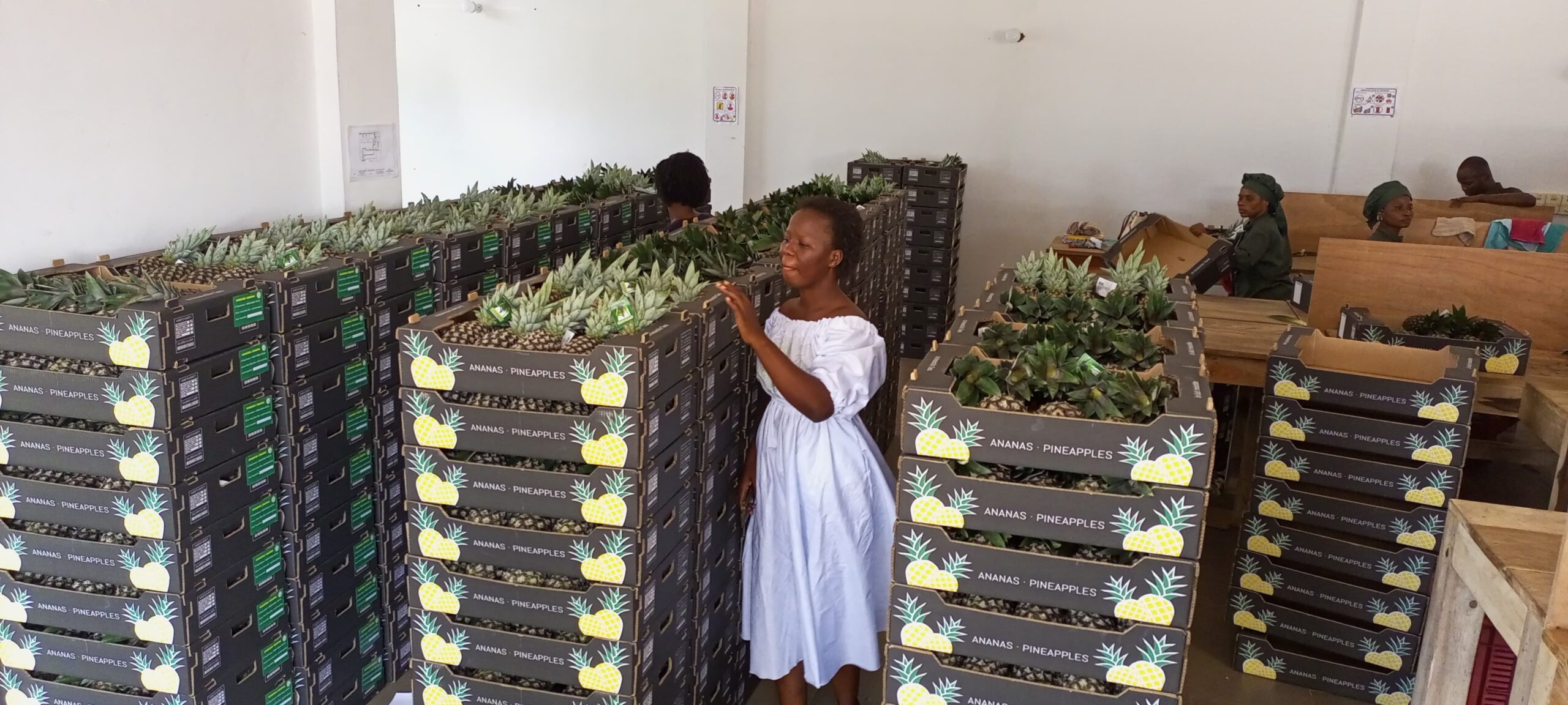 ananas vers l'international